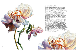 Rosie Sanders' Roses: A Celebration In Botanical Art