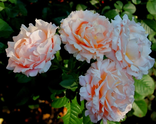 Роза Полька С4 Закупка М16 июнь 2026