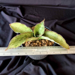 Сансевиерия AS SILK