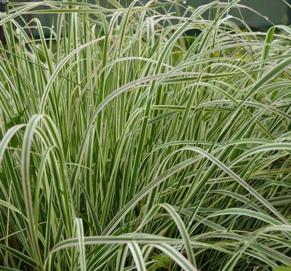 Вейник остроцветковый "Overdam". Calamagrostis x acutiflora "Overdam".