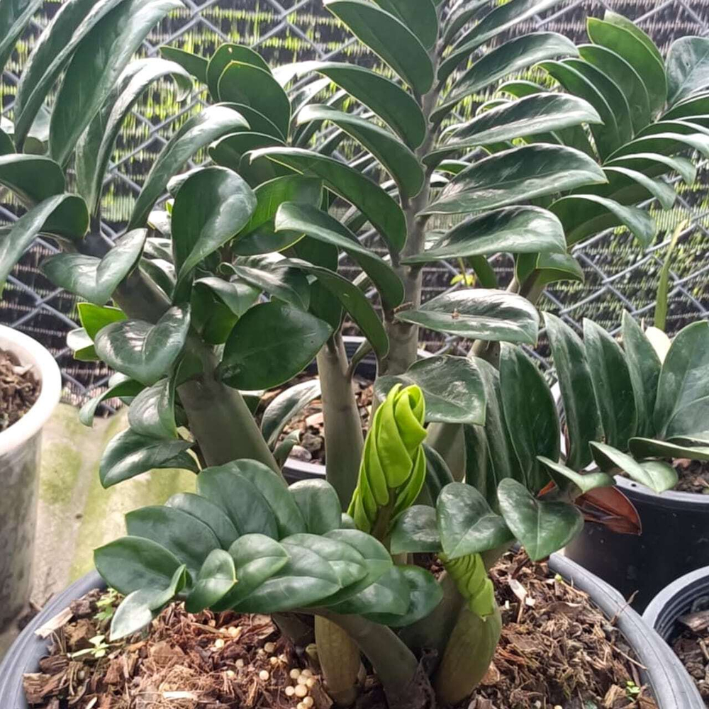 Замиокулькас DWARF (B31)