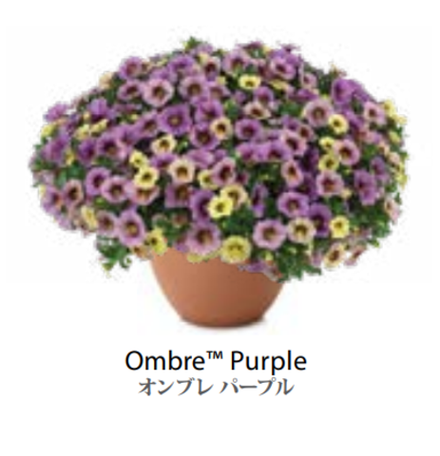 ЕВРО Calibrachoa Ombre Purple укорененный черенок середина декабря 25