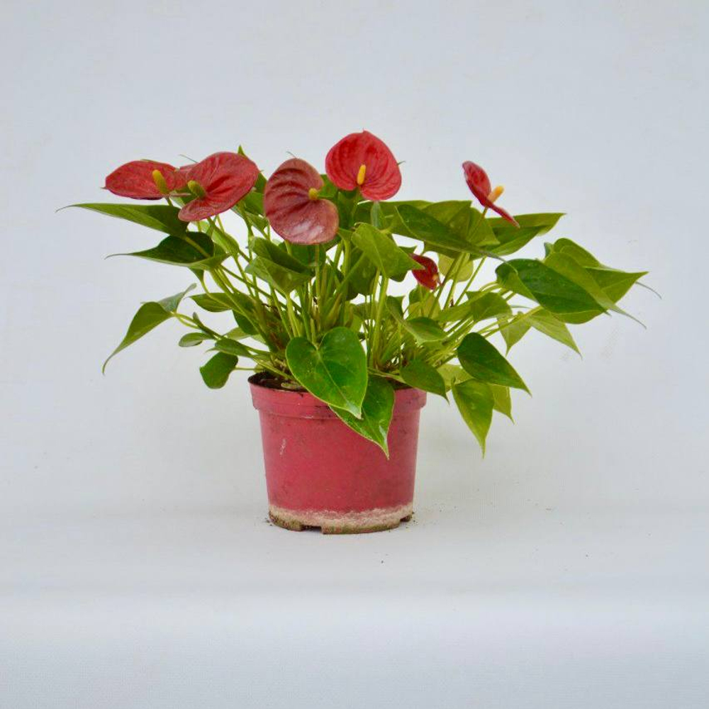 Антуриум д.12