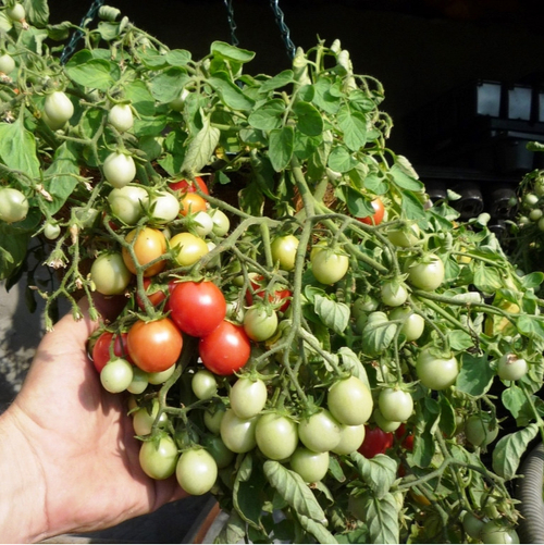 Помидоры для подвесных корзин, ампельные — Garden Pearl