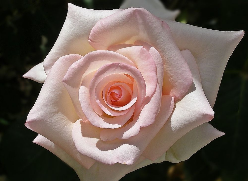 Роза чайно-гибридная Альтессе