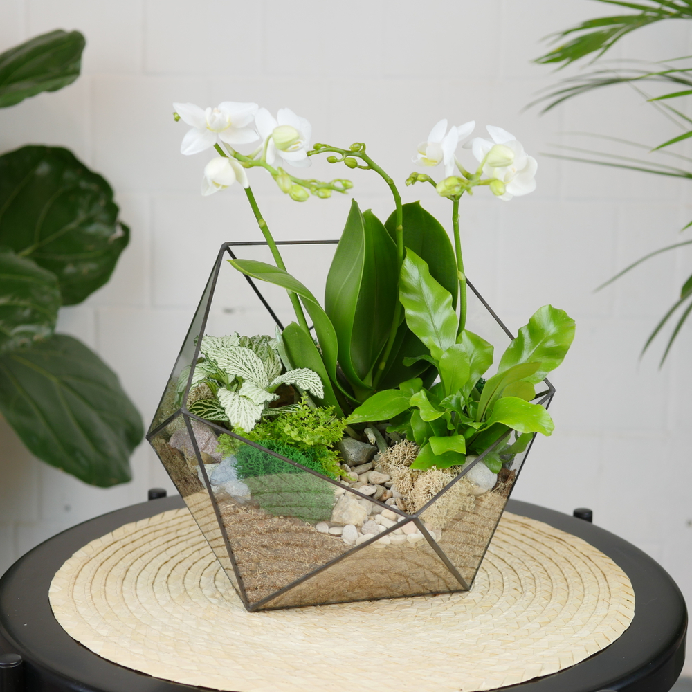 Готовый флорариум с белой орхидеей Икос L