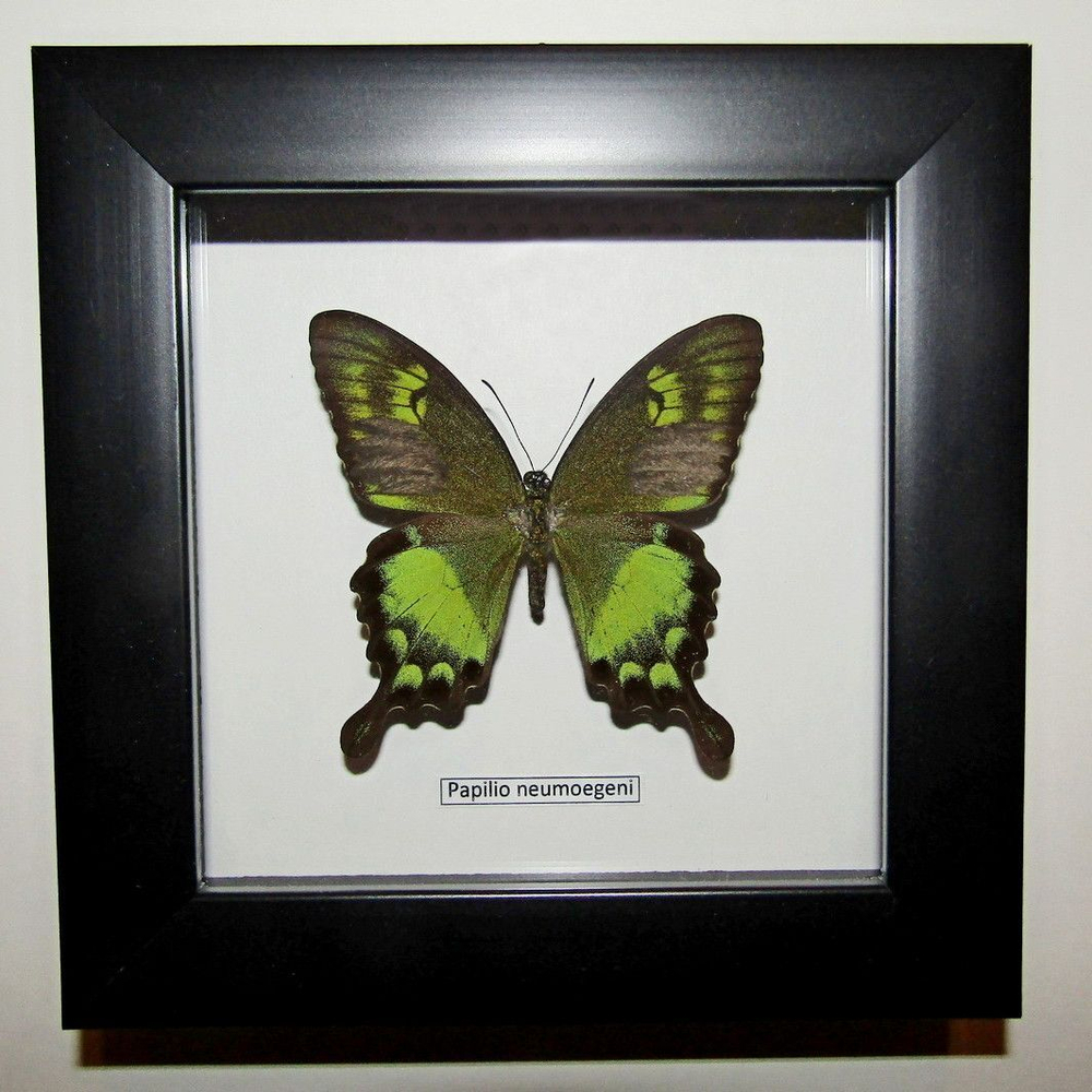 Бабочка Papilio neumoegeni в рамке