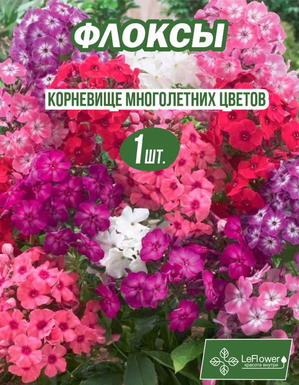 Флоксы Корневище, Микс сортов, 1шт