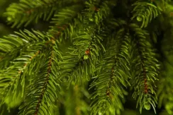 Ель Коттеджная 260 см., литая хвоя+пвх, TreeDeLux (70075)