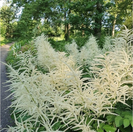 Волжанка обыкновенная. Aruncus dioicus.