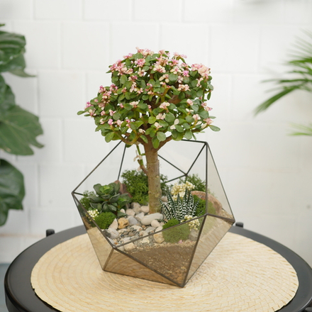 Готовый флорариум с суккулентами бонсай Икос