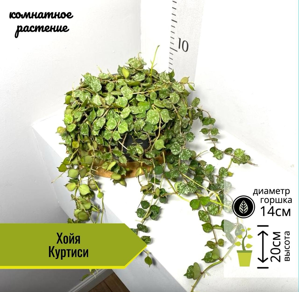 Хойя Куртиси в кашпо, D14см Н20см, 1шт, Нидерланды