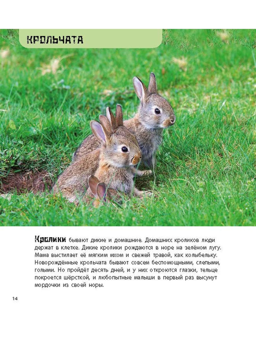 Это мой малыш! Детёныши разных животных