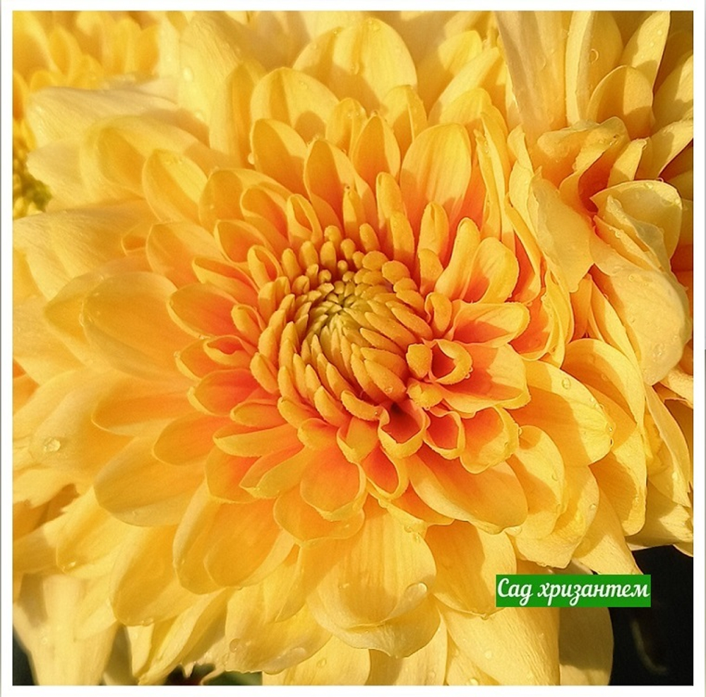 Хризантема одноголовая Champagne orange 🌼 о.47