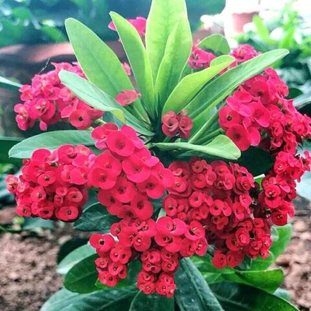 Эуфорбия Миля карликовая SOI RACHANEE