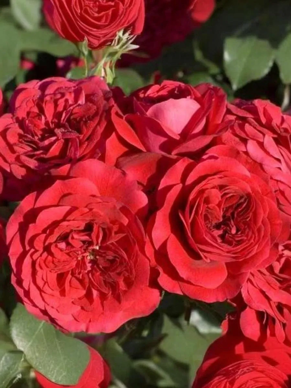 Роза флорибунда Мона Лиза