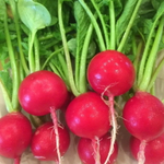 Черриэт F1 семена редиса (Sakata / Саката)