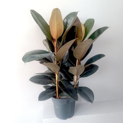 Фикус "Абиджан" (3 ствола)