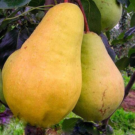 Груша Видная