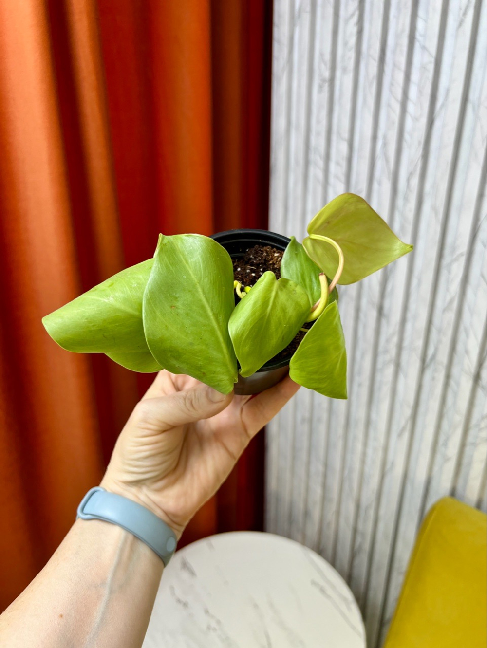 Филодендрон Сканденс Лайм, D9см Н15см, 1шт, Urban Jungle