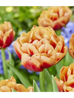 Тюльпаны Congo 4 шт, набор луковиц