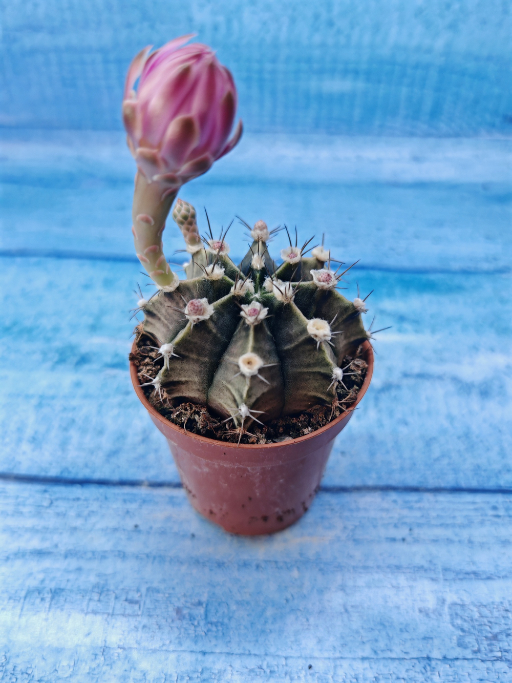 Gymnocalycium Friedrichii (Гимнокалициум)