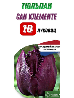 Тюльпан Луковица, Сан Клементе, 10шт