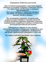 Бегония Оранжевый водопад ампельная