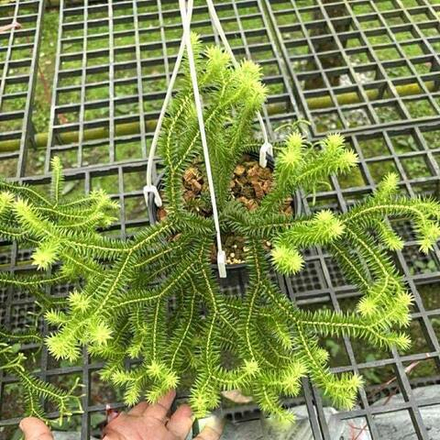 Хуперция H.SING SOI