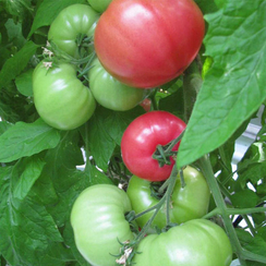 Ролекс F1 семена томата индетерминантного (Гавриш)