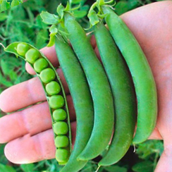 Олинда семена гороха (Syngenta / Сингента)