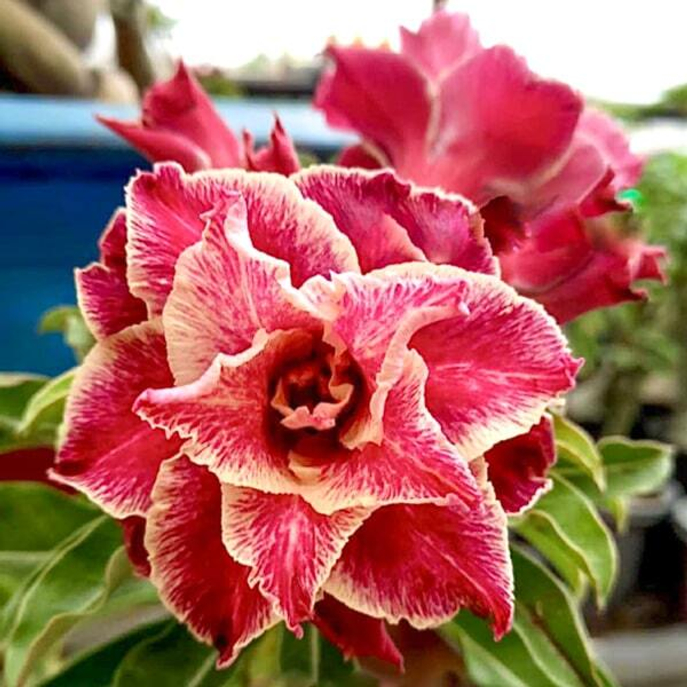 Адениум MANORA