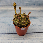 Gymnocalycium Friedrichii (Гимнокалициум)