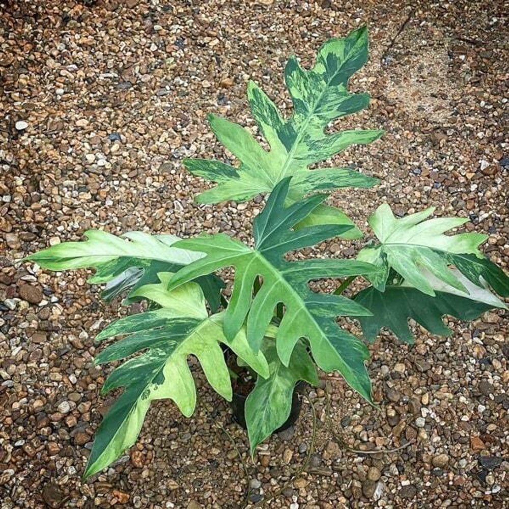 Филодендрон RADIATUM VAR N1 MARBLE