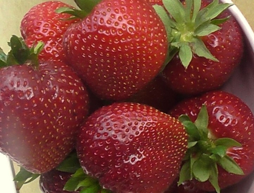 Фейт (Faith). Голландия