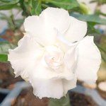 Адениум обесум SNOW