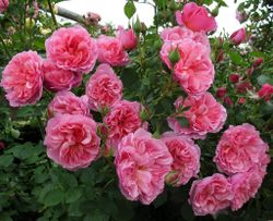 Хайд Холл (Hyde Hall)