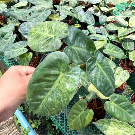 Филодендрон EL CHOCO x BILLIETIAE