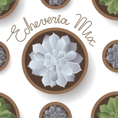 Эхеверия в горшке