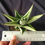 Сансевиерия JUPITER