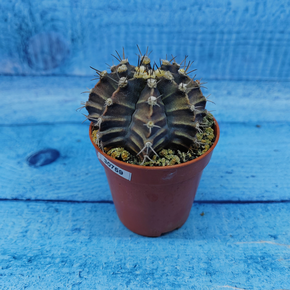 Gymnocalycium Friedrichii (Гимнокалициум)