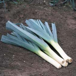 Вертина семена лука порей (Hazera / Хазера)