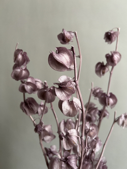 Физалис стабилизированный сиреневый