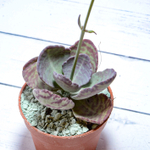 Kalanchoe Humilis (Каланхоэ)