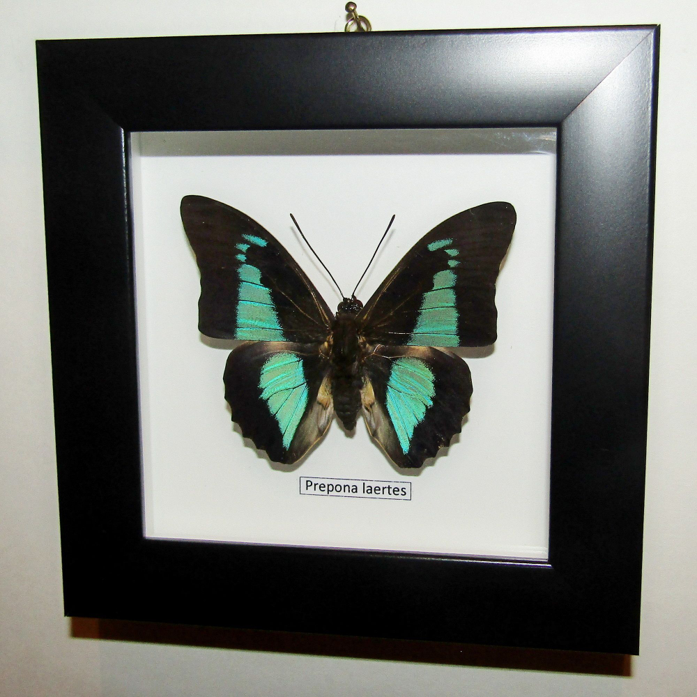 Бабочка Prepona laertes в рамке