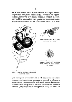 Как добывать шелк | В.Э. Иверсен