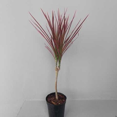 Драцена биколор