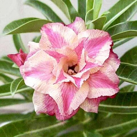 Адениум RAK OEI