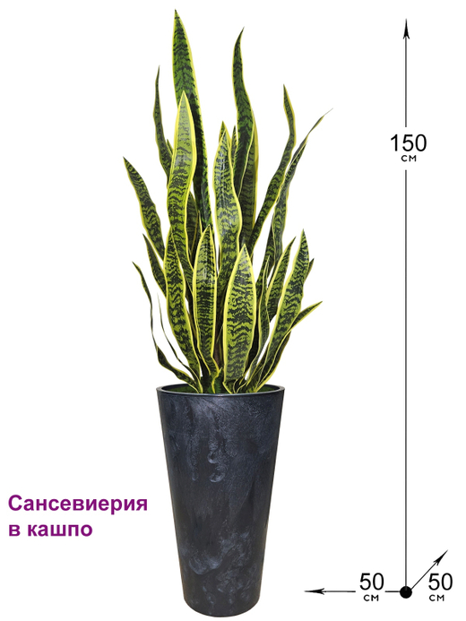 Сансевиерия в высоком черном кашпо