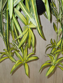 Искусственное растение Хлорофитум в подвесном темном кашпо